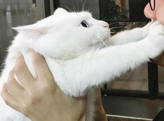 如何应对宠物猫突然想咬人问题（从原因到解决方案）