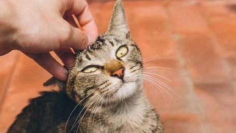 如何正确地使用猫咪外驱（以宠物为主）