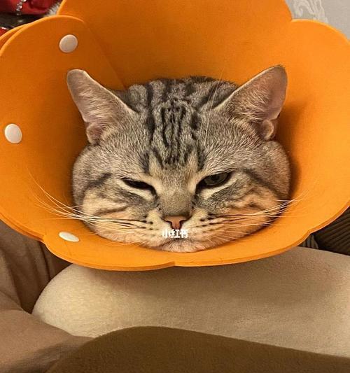 如何正确地使用猫咪外驱（以宠物为主）