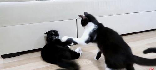 为什么猫咪会打架（探究猫咪打架的原因与解决方法）