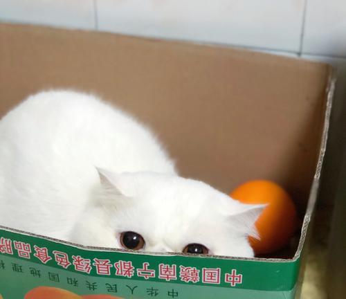 为什么猫咪容易流产（探究导致猫咪流产的原因及预防方法）