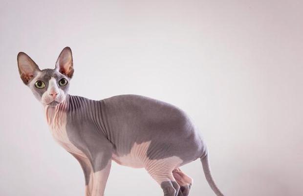 探秘猫咪尾巴粗细之谜（揭示猫咪尾巴粗细和健康的关系）
