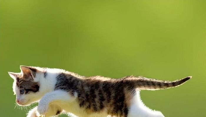 探秘猫咪尾巴粗细之谜（揭示猫咪尾巴粗细和健康的关系）