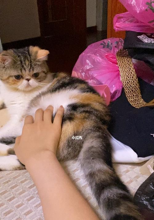 猫咪尾巴的语言（探究猫咪尾巴上下翘的含义）