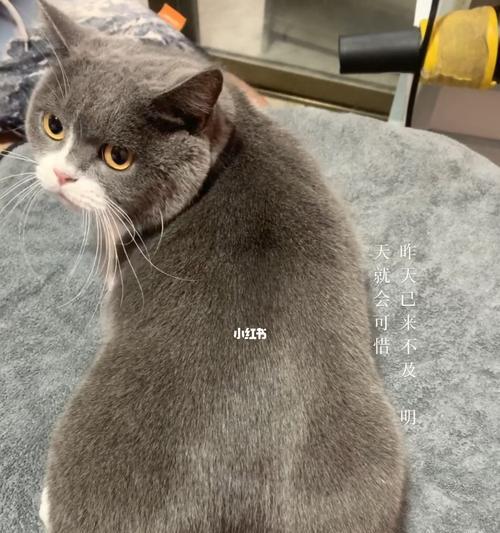 猫咪夏天会瘦吗（探究猫咪夏天的体重变化及其原因）