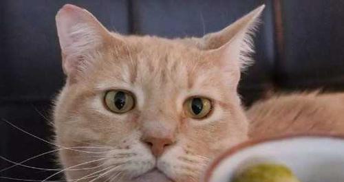 宠物猫咪消瘦流口水，该如何应对（以宠物为主）