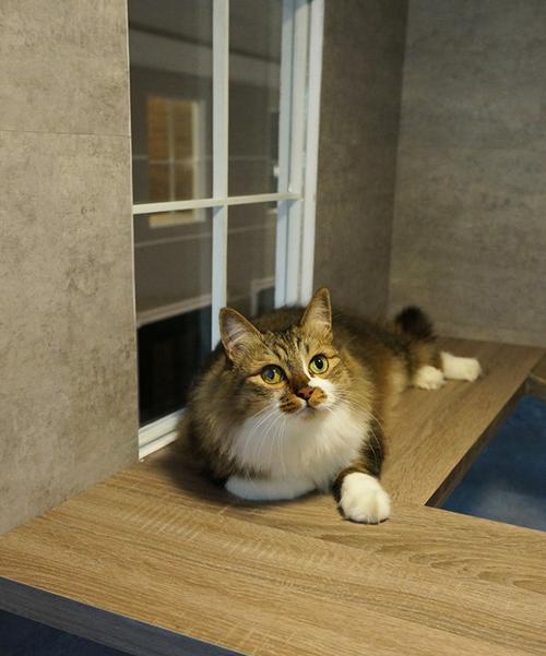 猫咪的心脏形状及其功能探究（从宠物角度解读猫咪心脏形态）