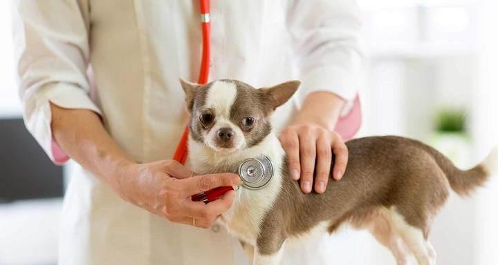 猫咪的心脏形状及其功能探究（从宠物角度解读猫咪心脏形态）