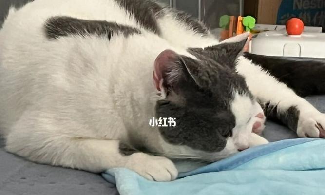宠物猫严重呕吐黄水，你需要了解的原因和解决方法（注意猫咪健康）