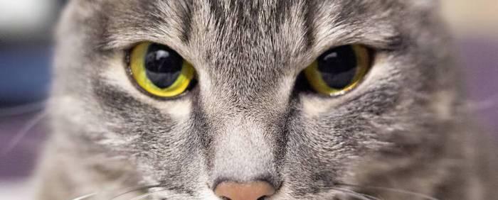 猫咪眼睛的神奇魅力（探索猫咪眼睛背后的秘密）