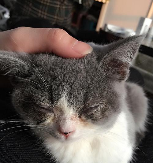 猫咪眼睛肿胀，你需要知道的一切