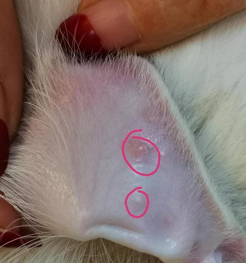 揭秘猫咪眼里的痘痘（宠物护理必备）