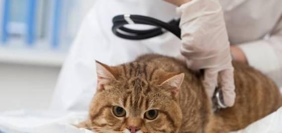 猫咪腋下量体温，你做对了吗（掌握正确方法）