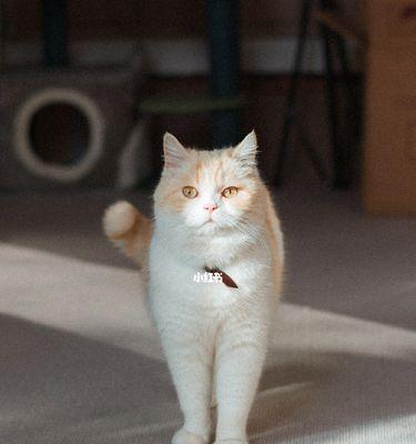 猫咪的声音世界（从宠物的角度探究猫咪的声音特点与意义）