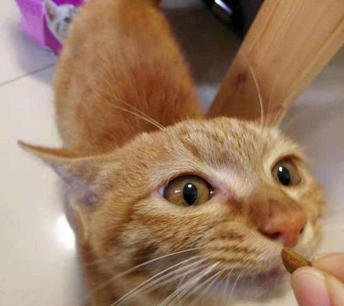 猫咪的舌头咀嚼之秘（揭开猫咪舌头的神秘面纱）
