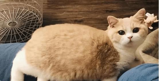 猫咪的脚趾数与其性格有关吗（探究猫咪脚趾数和性格之间的关系）