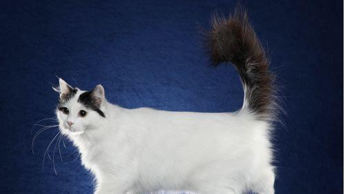 猫咪的品种多样性（探索猫咪家族的不同面貌）