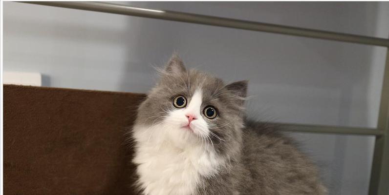 抓老鼠的猫咪的特征（探寻猫咪身上的猫气和捕鼠技能）