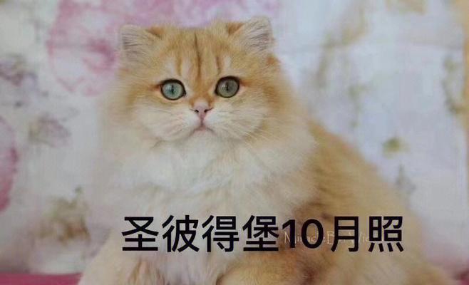 宠物猫的血型分类及影响因素（宠物猫的血型分类及影响因素）