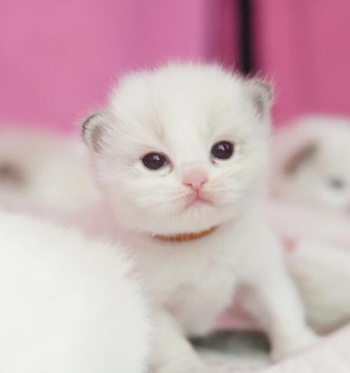 猫咪幼崽的养育指南（从饮食到训练）