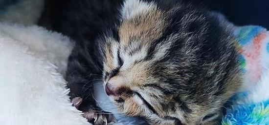 如何合法地让宠物猫咪安乐死（以猫咪的福祉为出发点）