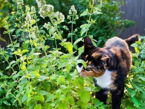 探究猫咪吃猫草的原因与方法（揭秘猫草的功效和如何为猫咪提供最佳食用方式）