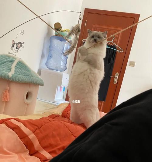 猫咪胀肚子，如何及时处理（以宠物为主）