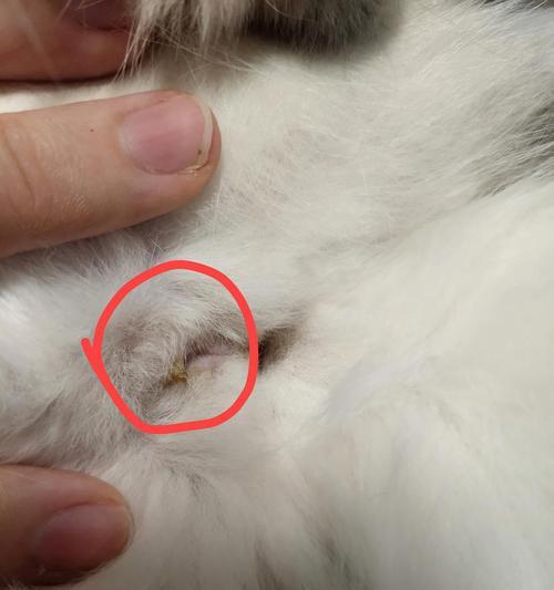猫咪肛门疾病住院经历（以宠物为主）