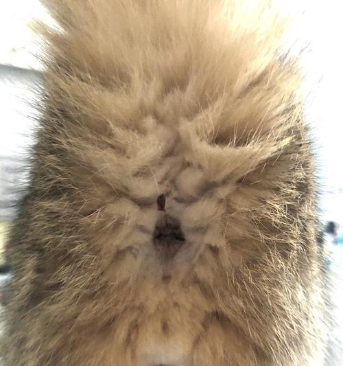 猫咪肛门疾病住院经历（以宠物为主）