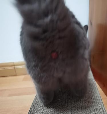 猫咪肛门疾病住院经历（以宠物为主）