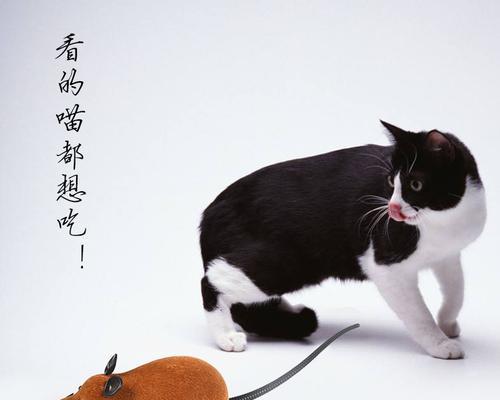 猫咪抓破了表皮，教你如何预防和应对割伤和划痕（以宠物为主）