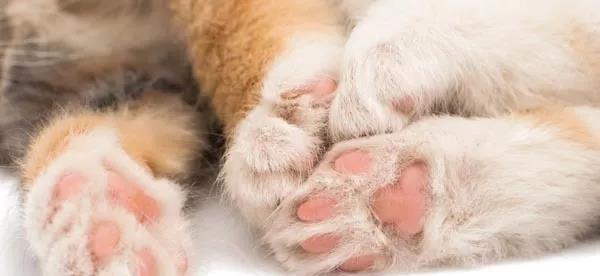 揭开猫咪爪子之间毛的奥秘（探寻宠物毛发的诡异世界）