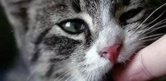 揭秘猫咪自带狂犬病毒（宠物猫是否会传播狂犬病）