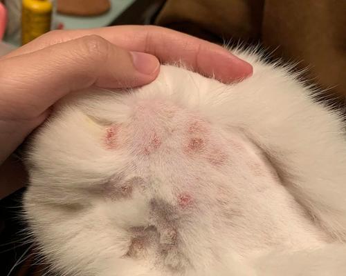猫咪得了猫癣该怎么办（如何预防和治疗猫咪猫癣）