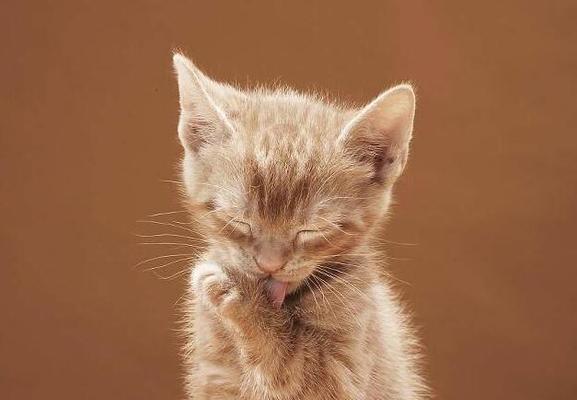 如何预防猫咪嘴边毛变黄（以宠物为主）