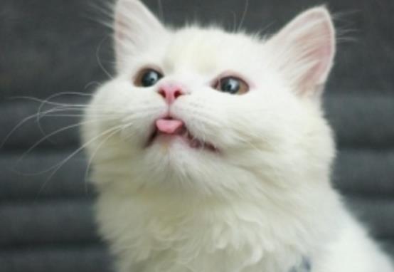 猫咪小舌头的神奇之处（探秘猫咪小舌头的功能及保养方法）