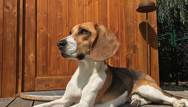 以膜犬，魅力非凡的宠物（挑战传统）