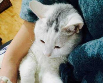 猫舔人（探究猫咪舔人的行为背后的含义）