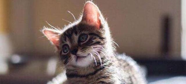 猫舔人（探究猫咪舔人的行为背后的含义）