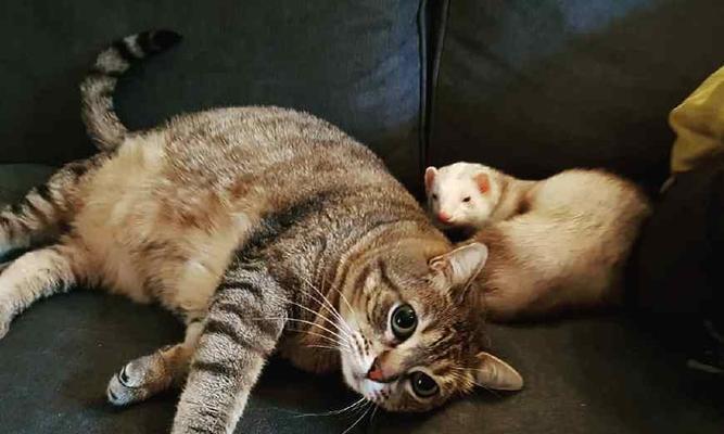 猫舔人（探究猫咪舔人的行为背后的含义）