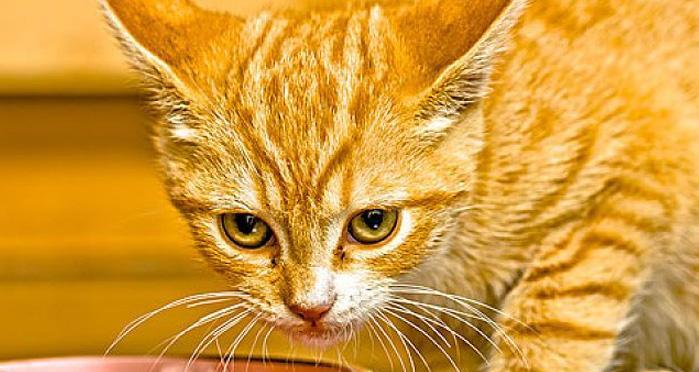 如何让母猫补钙（母猫补钙必备的食物与注意事项）
