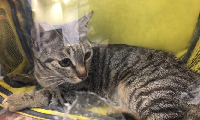 母猫吃小猫粪便，这是为什么（宠物母猫为什么会有这种行为）