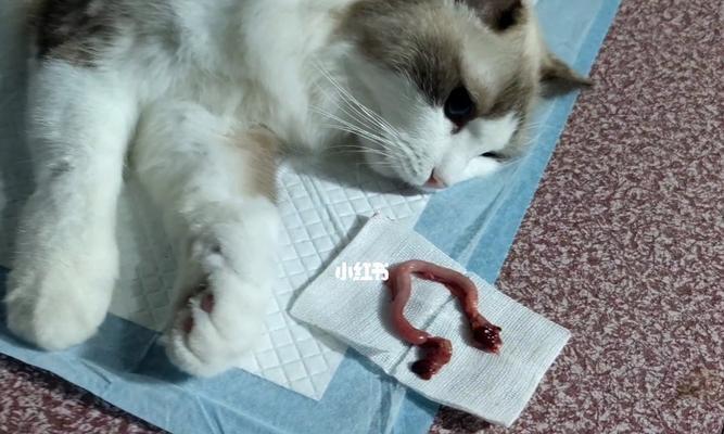 母猫绝育手术的疼痛问题（宠物母猫绝育手术的疼痛应该如何处理）