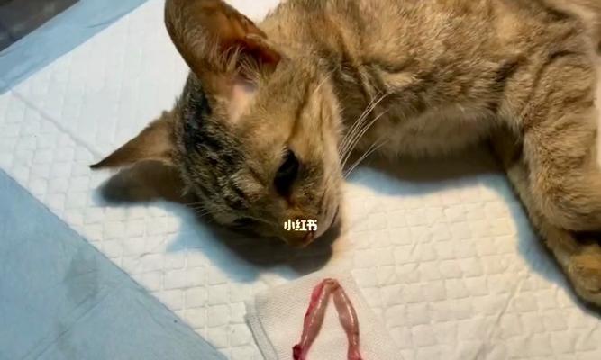 母猫绝育手术的疼痛问题（宠物母猫绝育手术的疼痛应该如何处理）