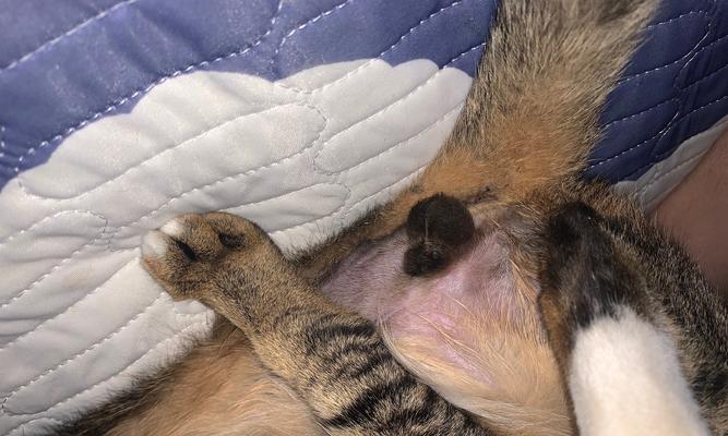 母猫绝育手术的疼痛问题（宠物母猫绝育手术的疼痛应该如何处理）