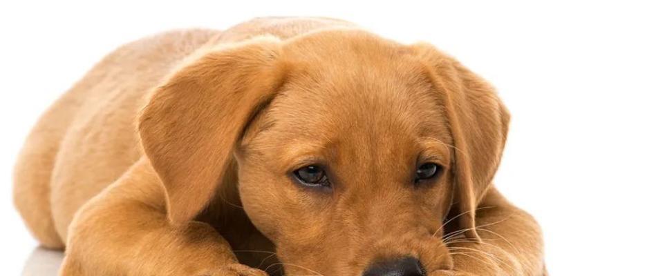 犬瘟抽搐致死的可怕后果（宠物主人必读）