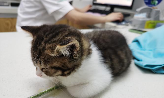 人猫共存，疫苗护航（宠物养护的必要性和猫咪疫苗的相关知识）