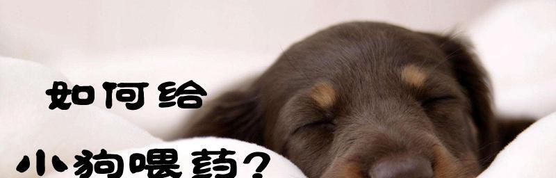 如何给宠物狗狗正确喂药（细节决定成败）