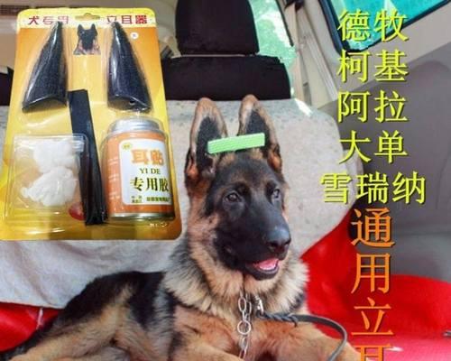 如何与宠物狗建立亲密关系（建立亲密关系的必要性及方法）