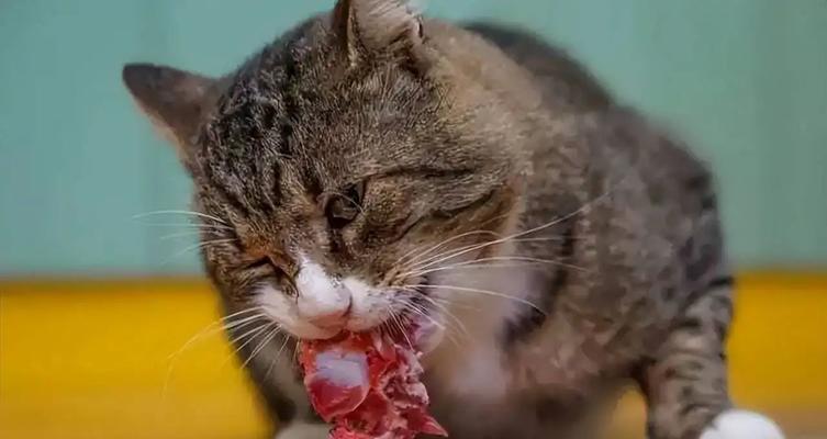 如何让宠物猫咪安全流产（掌握正确方法）